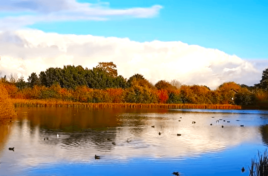 Autumn season in peterborough at Nene Park, Ferry Meadows